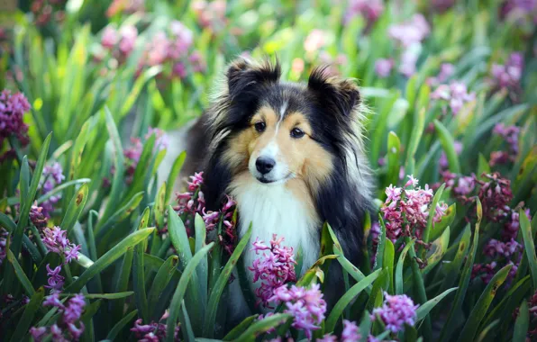 Picture look, flowers, each, hyacinths, sheltie, Shetland Sheepdog