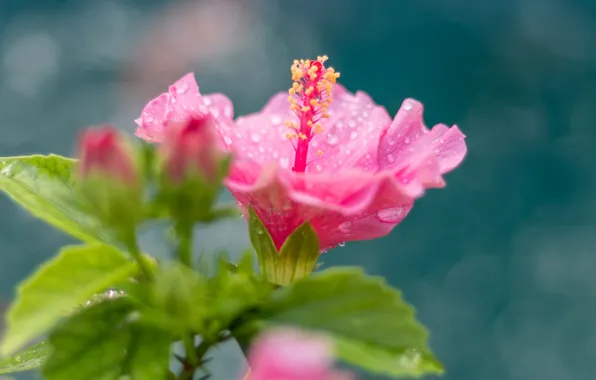 Picture flower, drops, hibiscus