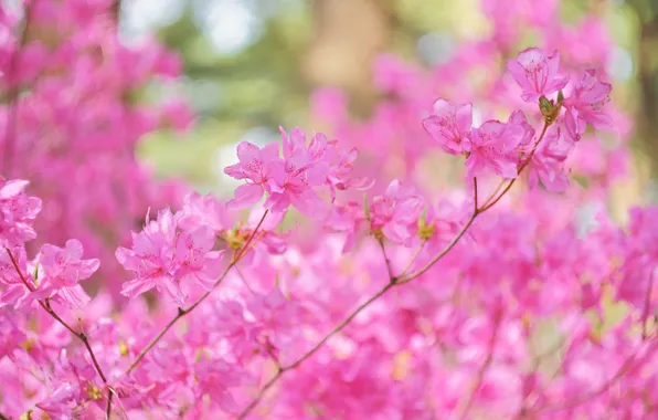Flowers, branches, Bush, spring, pink, flowering, bokeh, Azalea