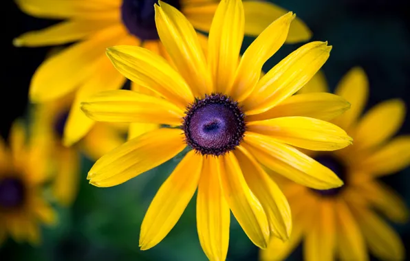 Flower, macro, flowers, yellow, yellow, rudbeckia
