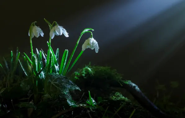 Picture grass, rays, light, flowers, moss, spring, snowdrops