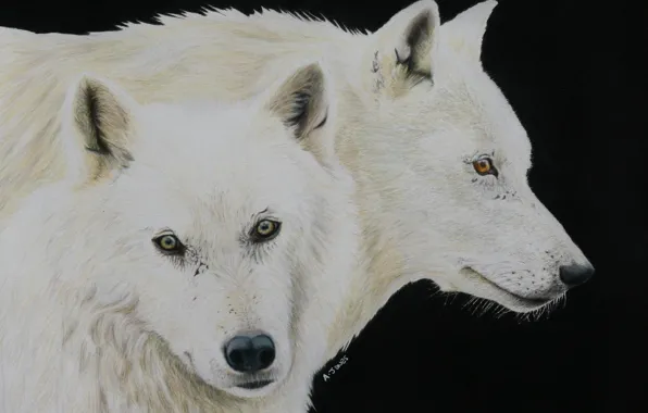 Look, predators, wolves, painting