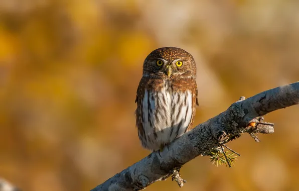 Picture nature, background, owl, bird, branch, Pygmy owl