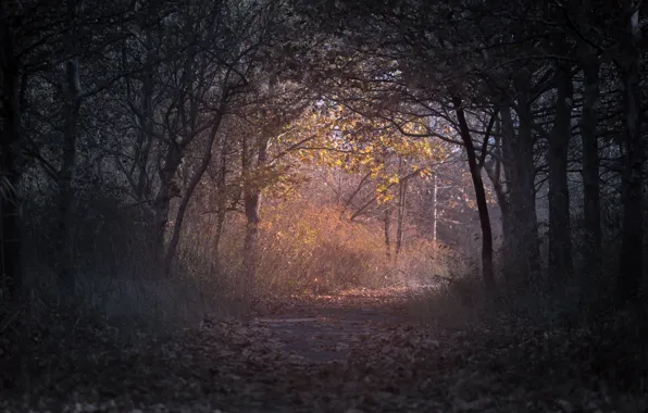 Picture autumn, forest, trees, foliage, forest, trees, autumn, clearance