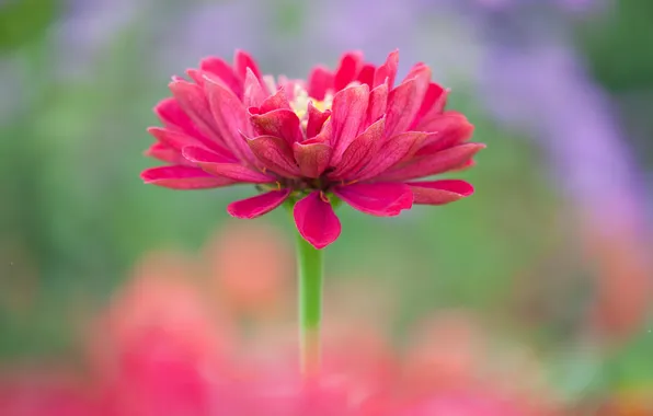 Flowers, paint, petals, stem