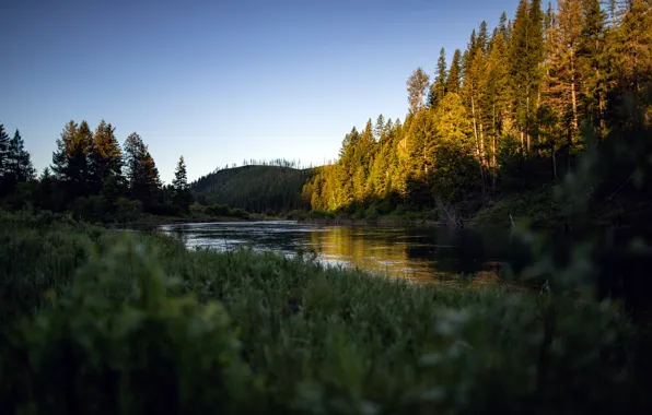 Picture summer, trees, nature, river, morning, summer, river, trees