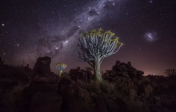 Night, tree, rocks