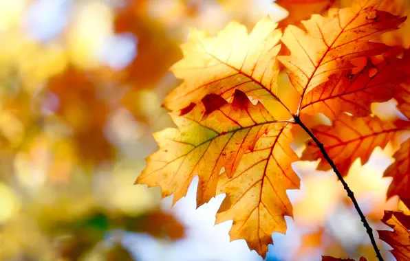 Autumn, leaves, nature, paint, colors, nature, autumn, leaves
