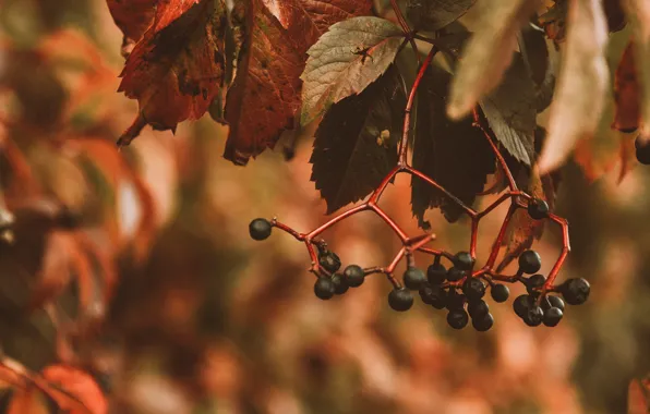 Autumn, leaves, nature, berries, plant, branch, bunches