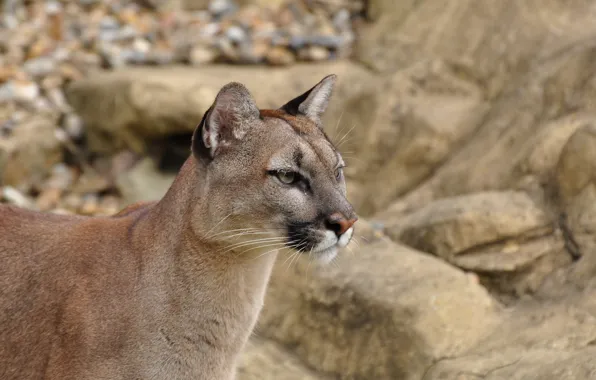 Picture face, predator, profile, Puma, wild cat, mountain lion, Cougar