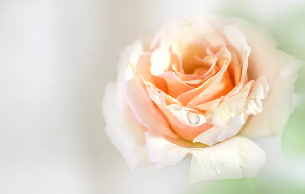 Picture macro, background, rose, petals, Bud
