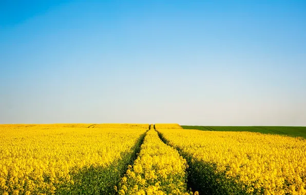 Picture widescreen, sky, nature, flowers
