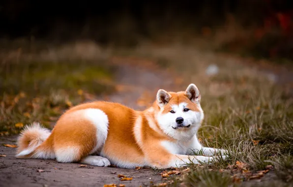 Happy,Akita,Inu,Dog,Lies,On,The,Lawn - MyStart