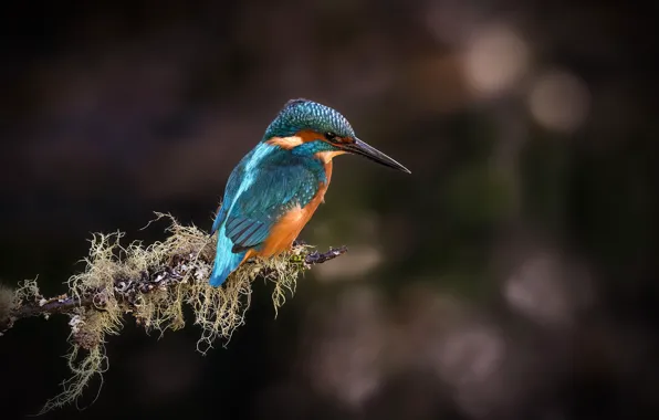 Picture branches, background, bird, moss, bokeh, Kingfisher