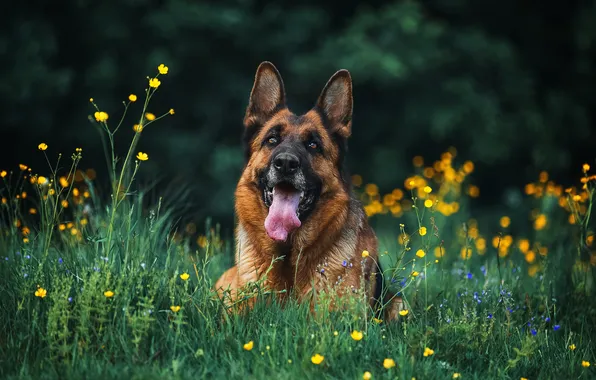 Greens, field, language, summer, look, flowers, nature, pose