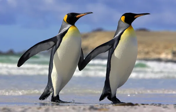 Love, penguins, friendship, Animals
