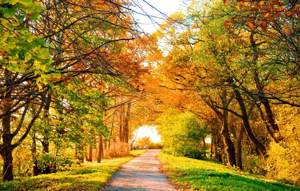 Road, autumn, trees, landscape, nature, foliage, road, trees