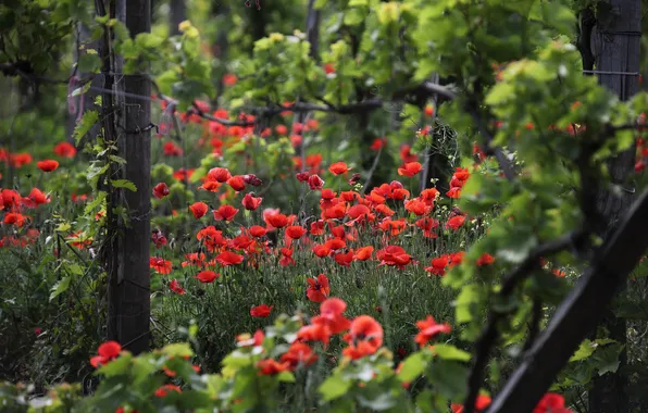 Flowers, Maki, vineyard, Taman