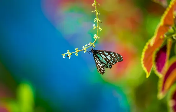 Leaves, macro, nature, butterfly