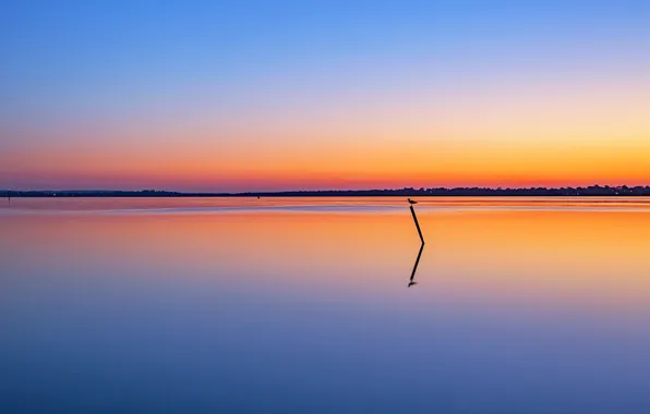 The sky, sunset, lake, reflection, bird, mirror