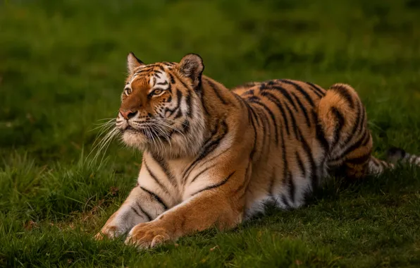 Picture greens, grass, look, nature, tiger, pose, lies, wild cat