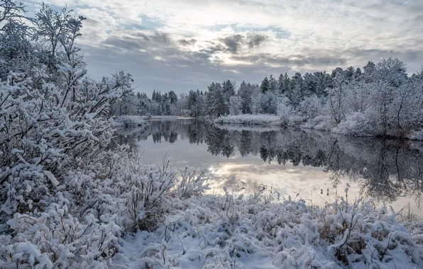 Winter, forest, snow, lake, reflection, the bushes, Finland, Finland