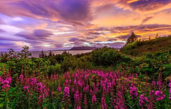 Field, summer, the sky, clouds, sunset, flowers, shore, meadow