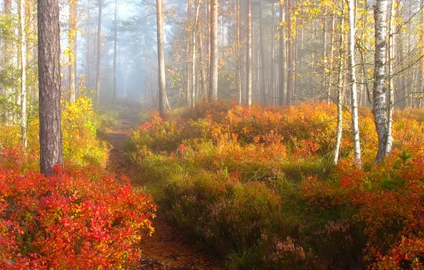 Autumn, forest, light, trees, branches, nature, fog, thickets