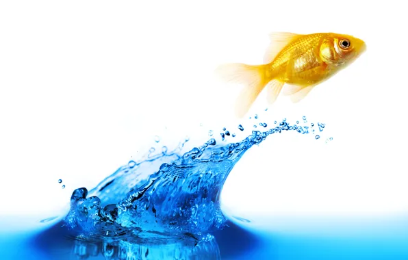 Water, gold, fish