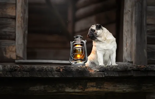 Picture dog, lantern, pug, doggie, Svetlana Pisareva