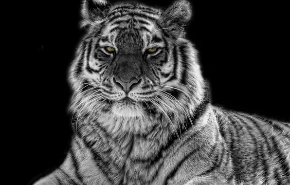Picture eyes, tiger, predator, black and white
