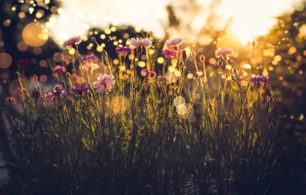 Picture summer, grass, light