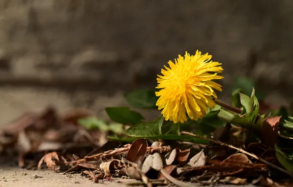 Flower, yellow, dandelion