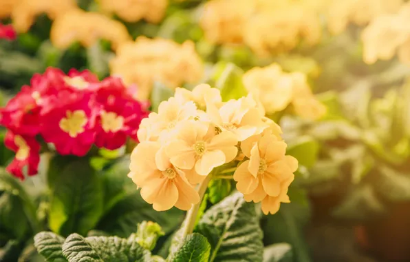 Macro, light, flowers, spring, yellow, red, bokeh, Primula