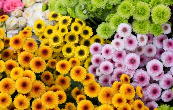 Flowers, yellow, green, orange, a lot, different, lilac, bouquets