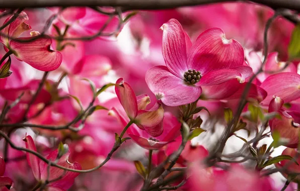 Flowers, branches, blur, spring, pink, flowering, blur, bokeh