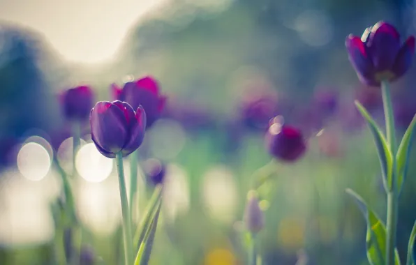 Picture colors, summer, flowers, beautiful, tulips, bokeh, purple