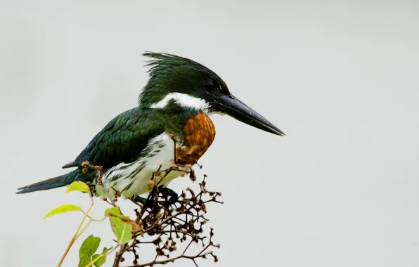 Picture leaves, bird, branch, light background, Kingfisher