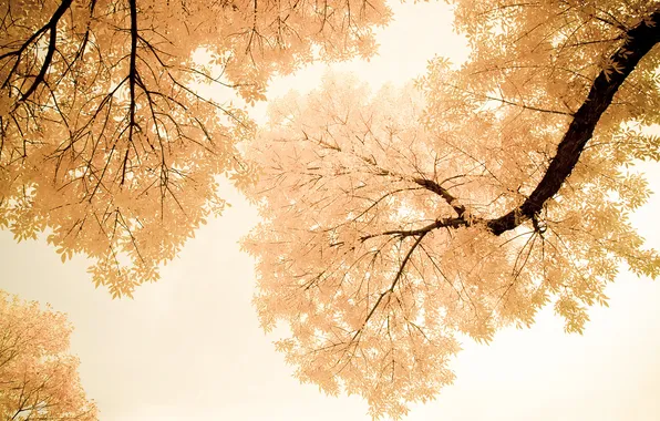 Autumn, white, impressions of october