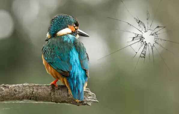 Glass, nature, bird