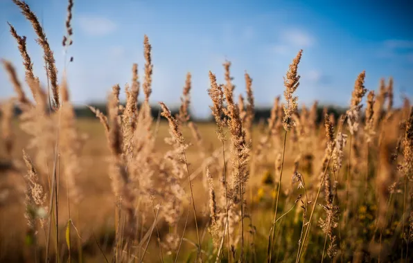 Picture The sky, Field, Plant, Photographer Dmitry Shmatov, Rye, Including wheat, Blue