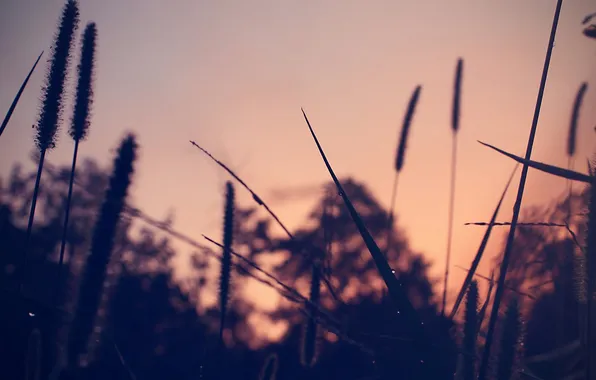 Grass, Rosa, the evening, grass, evening, dew