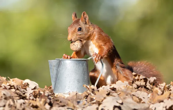 Look, pose, walnut, protein, lake, red, face, stand