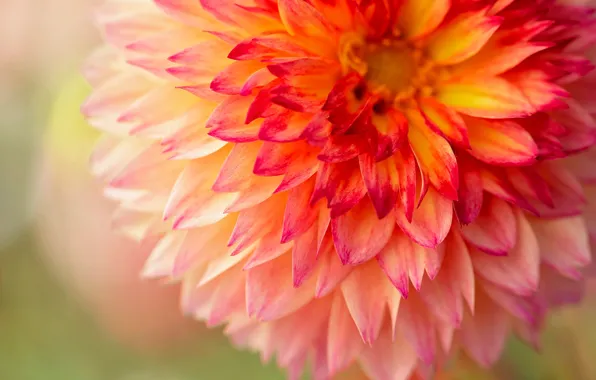 Macro, petals, dahlias