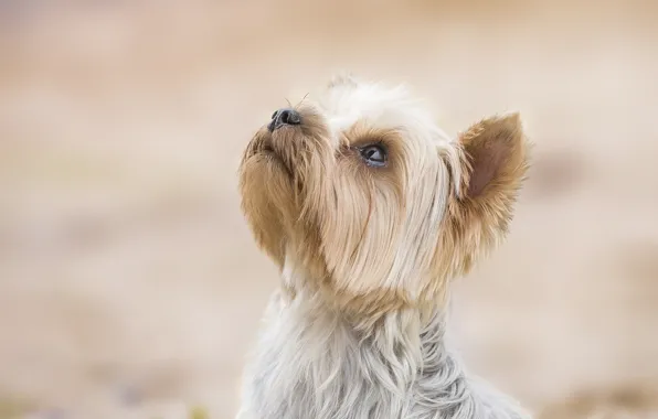 Background, dog, face, doggie, Yorkshire Terrier