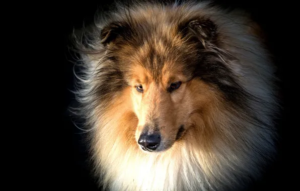 Picture face, portrait, dog, wool, black background, Collie