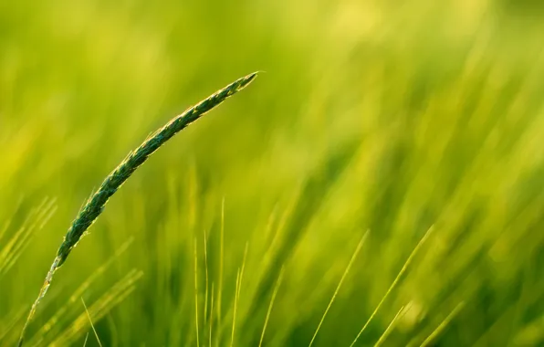 Picture greens, field, ear