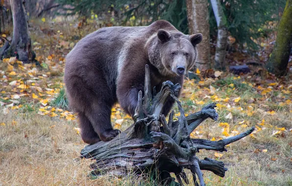 Autumn, look, nature, pose, bear, bear, face, brown