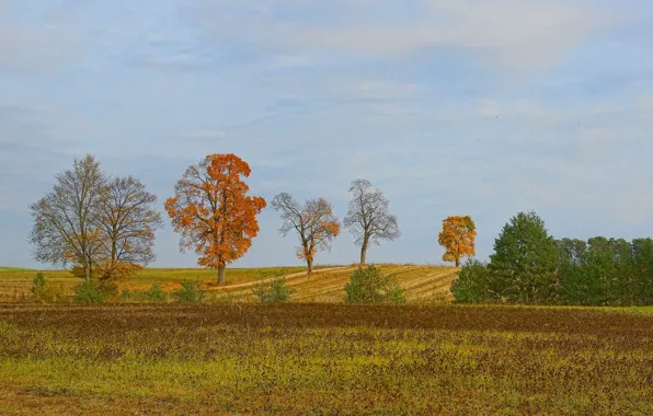 Picture field, autumn, the sky, trees