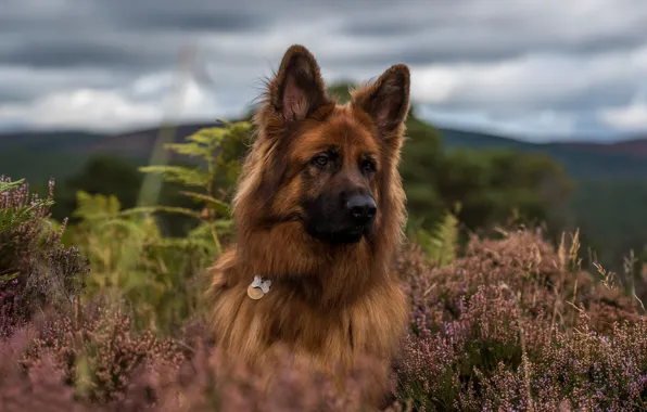 Face, dog, Heather, German shepherd